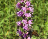 liatris spicata 2.jpg